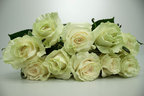 Bild på Mondial Florist Selection
