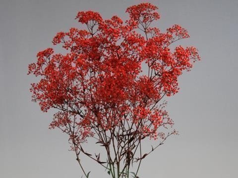 Bild på Gypsophila Färgad